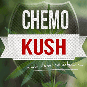 CHEMO KUSH CLONES